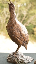 Swainson's Spurfowl