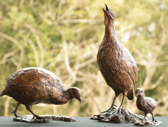 Swainson's Spurfowl