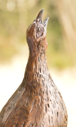 Swainson's Spurfowl