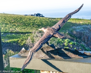 Wandering Albatross - life-size - SOLD