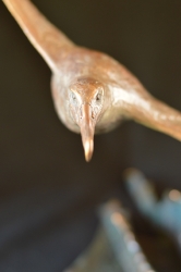 Wondering Albatross - maquette