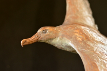 Wondering Albatross