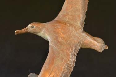 Wondering Albatross