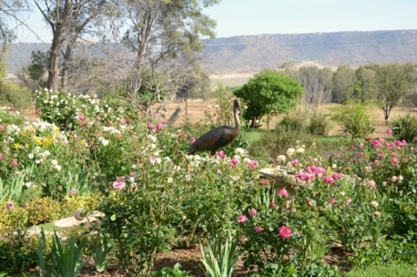 Wattled Crane life size