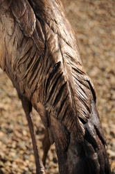 Wattled Crane life size