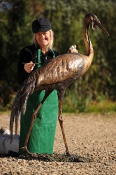 Wattled Crane life size