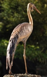 Wattled Crane life size