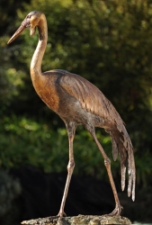 Wattled Crane life size