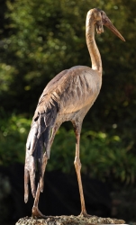 Wattled Crane life size