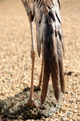 Wattled Crane life size