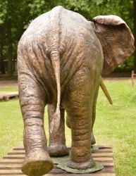 Harambee - Elephant - Ellis House - Hilton College