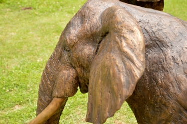 Harambee - Elephant - Ellis House - Hilton College