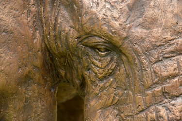 Harambee - Elephant - Ellis House - Hilton College