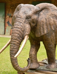 Harambee - Elephant - Ellis House - Hilton College