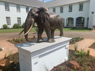 Harambee - Elephant - Ellis House - Hilton College
