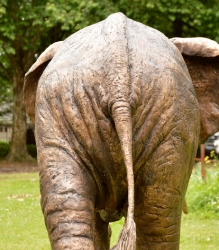 Harambee - Elephant - Ellis House - Hilton College