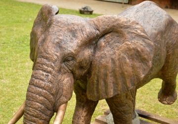 Harambee - Elephant - Ellis House - Hilton College