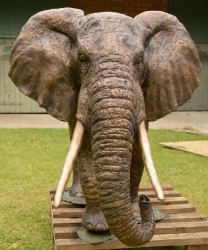 Harambee - Elephant - Ellis House - Hilton College