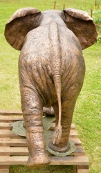 Harambee - Elephant - Ellis House - Hilton College