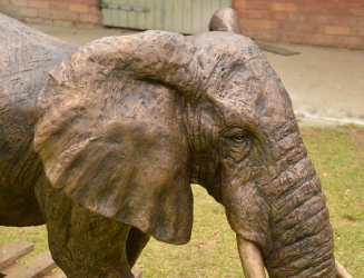 Harambee - Elephant - Ellis House - Hilton College