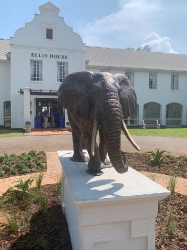 Harambee - Elephant - Ellis House - Hilton College