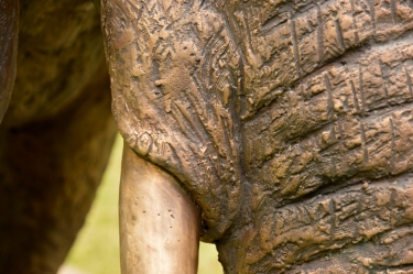 Harambee - Elephant - Ellis House - Hilton College