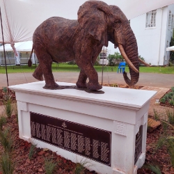 Harambee - Elephant - Ellis House - Hilton College