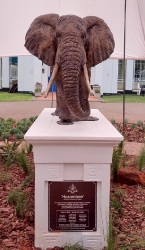 Harambee - Elephant - Ellis House - Hilton College