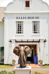 Harambee - Elephant - Ellis House - Hilton College