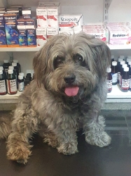 Humphrey SPCA