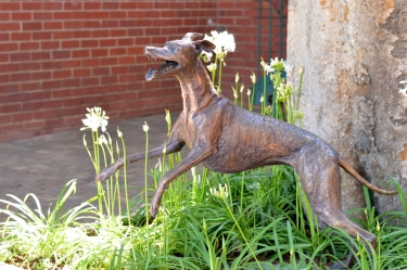 Whippet for WHPS School