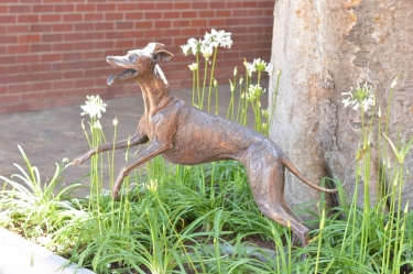 Whippet for WHPS School