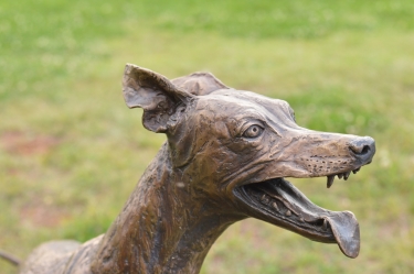 Whippet for WHPS School