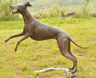 Whippet for WHPS School