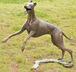 Whippet for WHPS School