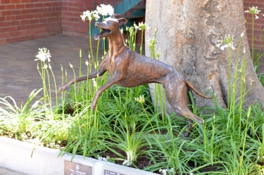 Whippet for WHPS School