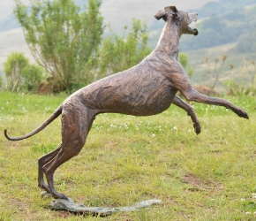 Whippet for WHPS School