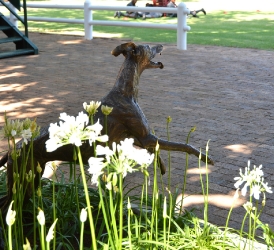 Whippet for WHPS School