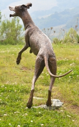 Whippet for WHPS School