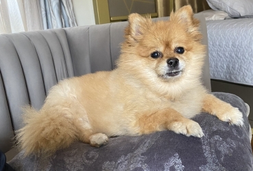 Pomeraniin - Life-sized