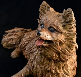 Pomeraniin - Life-sized