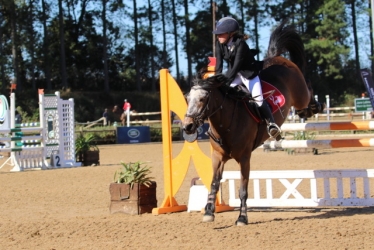 Show pony and Rider Jumping down