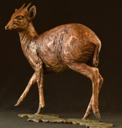 Blue Duiker/Dikdik