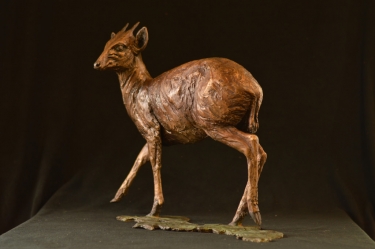 Blue Duiker/Dikdik