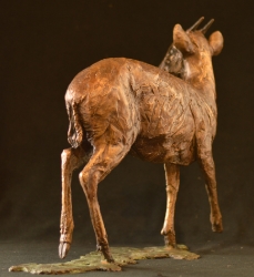 Blue Duiker/Dikdik