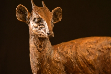 Blue Duiker/Dikdik