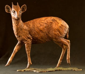 Blue Duiker/Dikdik
