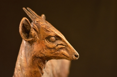 Blue Duiker/Dikdik
