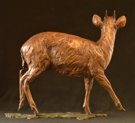 Blue Duiker/Dikdik