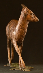 Blue Duiker/Dikdik